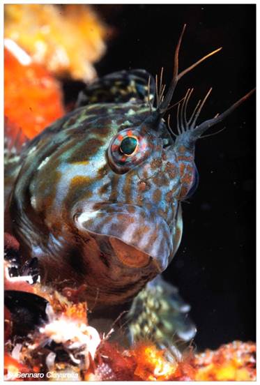Hypleurochilus bananensis